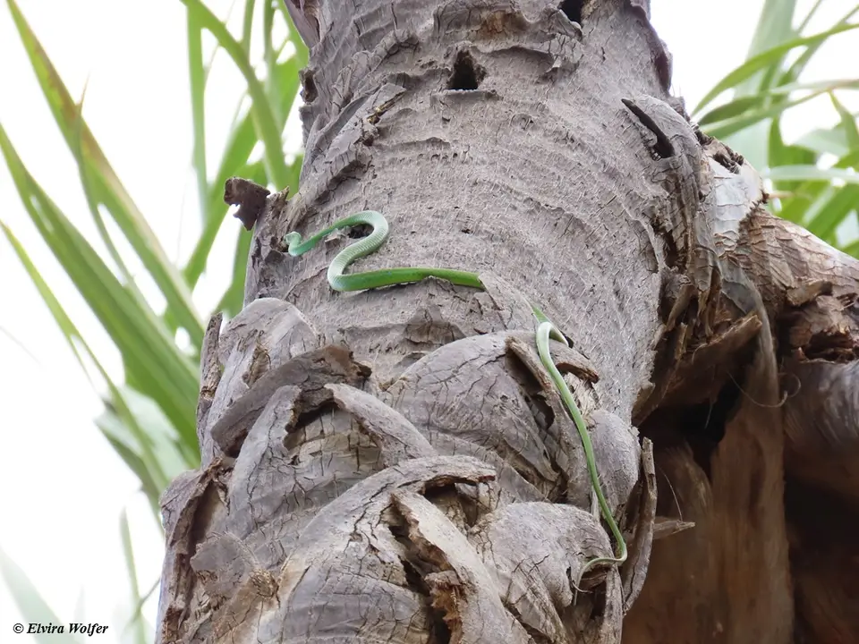 SpeckledGreensnake1.jpg