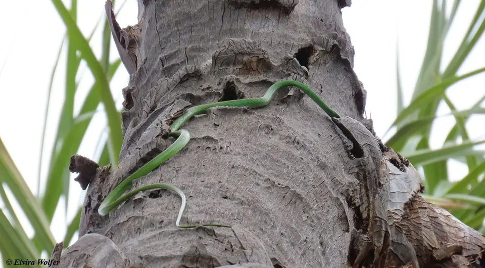 SpeckledGreensnake2.jpg