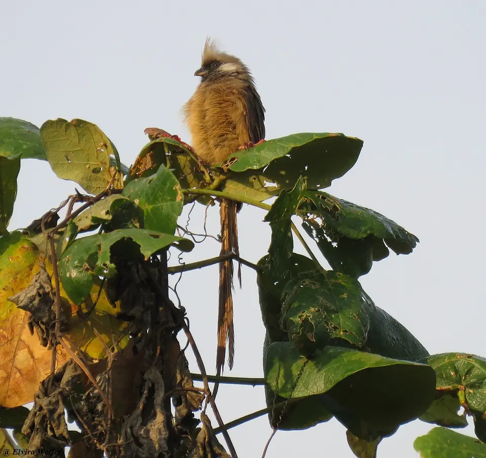 SpeckledMousebird.jpg