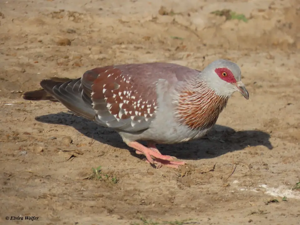 SpeckledPigeon.jpg