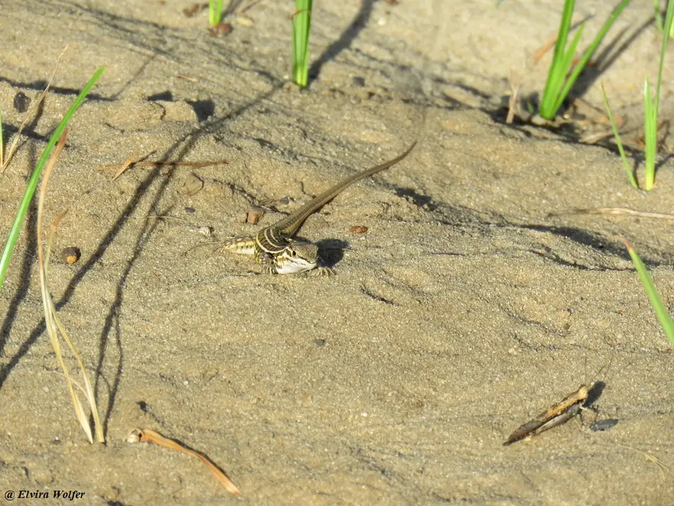 Speke'sSandLizard.jpg