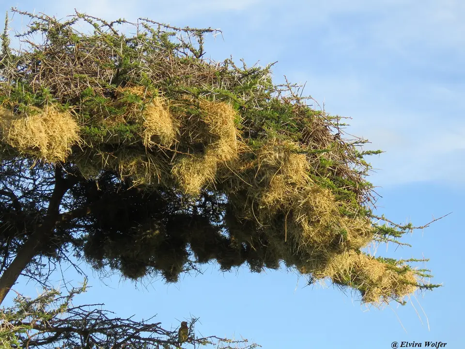 Speke'sWeaver1.jpg