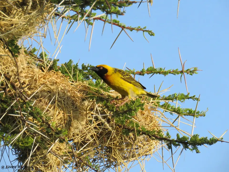Speke'sWeaver4.jpg