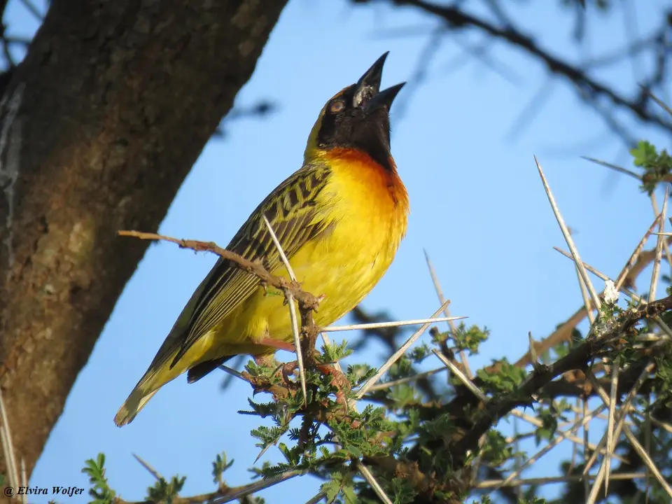 Speke'sWeaver5.jpg