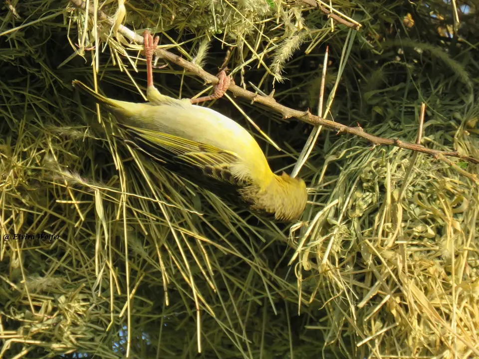 Speke'sWeaver6.jpg