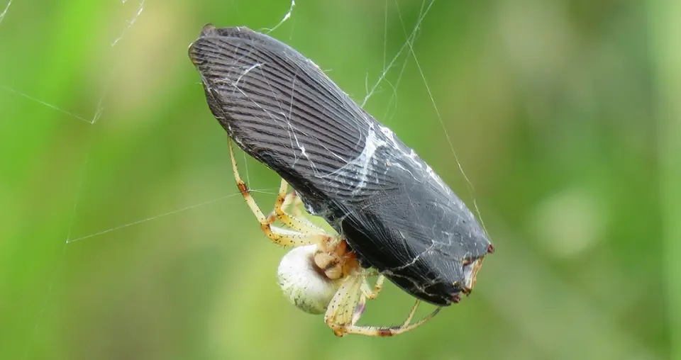 Spider.jpg