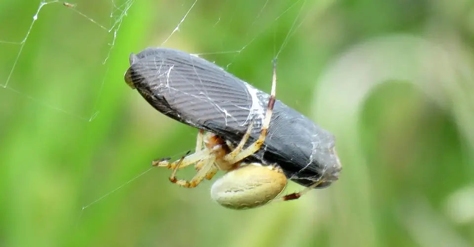 Spider2.jpg