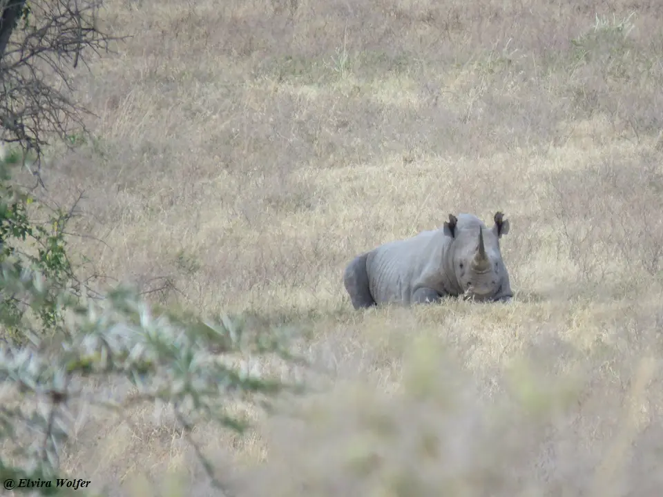Spitzmaulnashorn.jpg