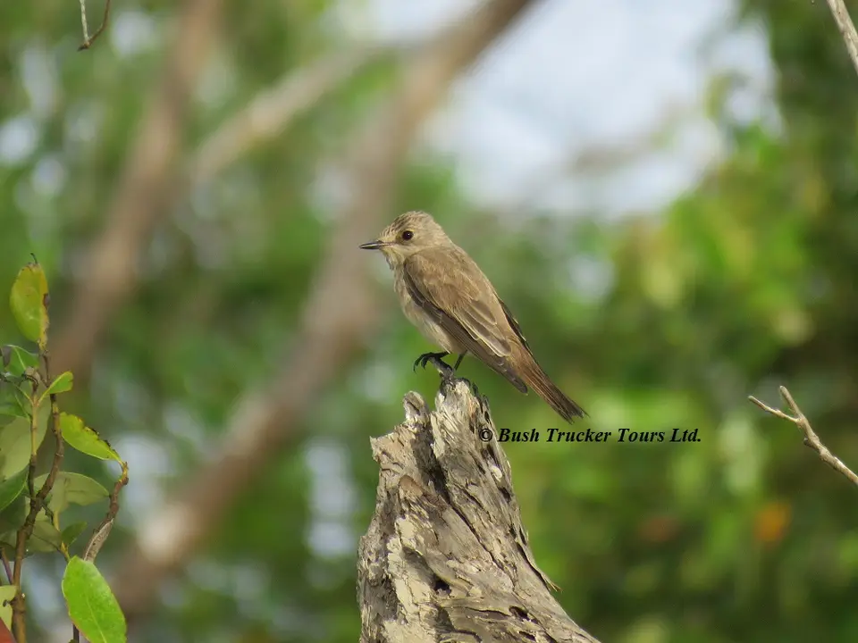 SpottedFlycatcher.jpg