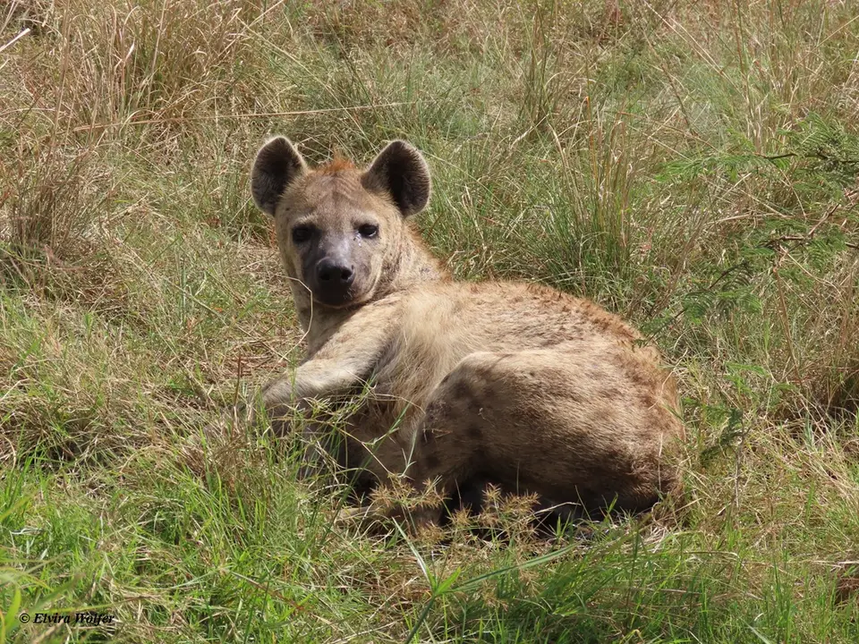 SpottedHyena1-2-3-4.jpg