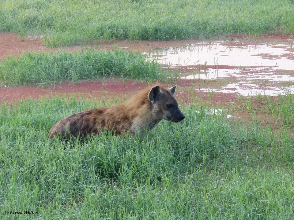 SpottedHyena1-2-3.jpg