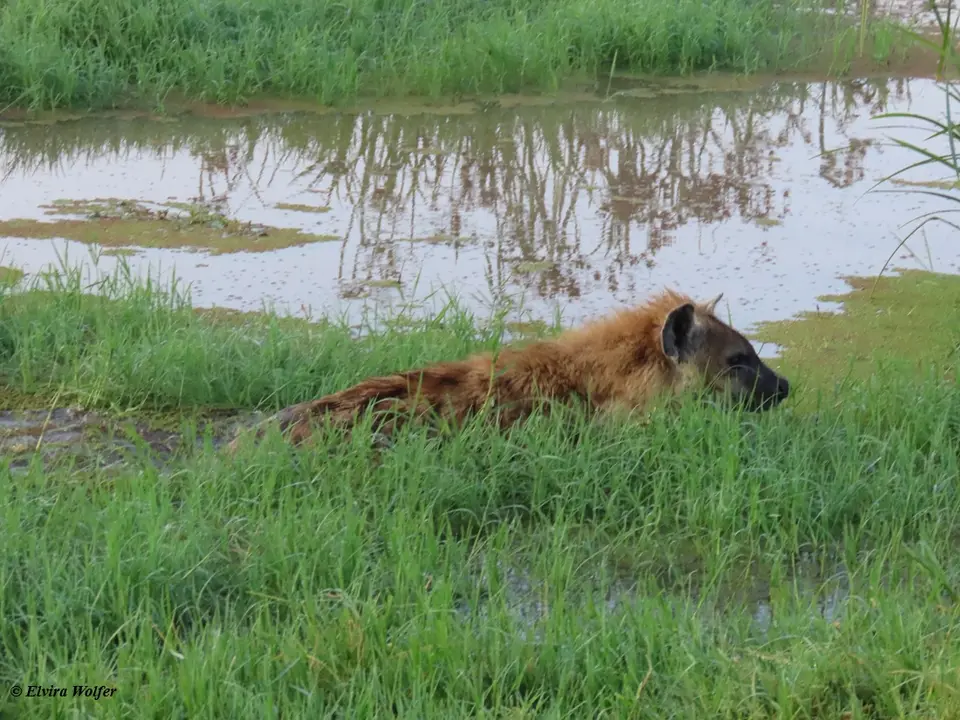 SpottedHyena2-2-3.jpg