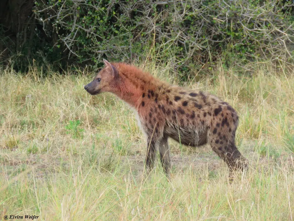 SpottedHyena2-2.jpg