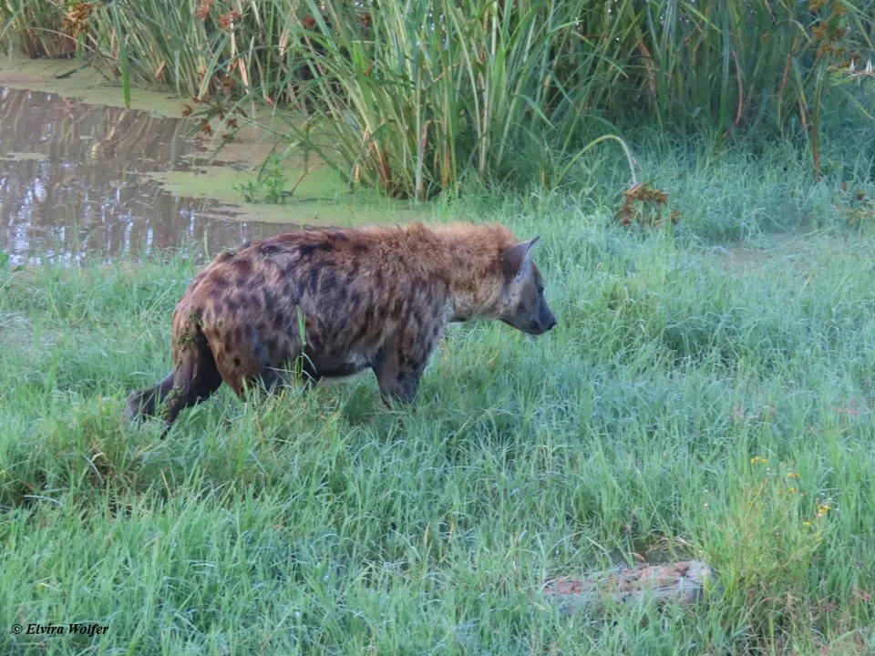 SpottedHyena3-2.jpg