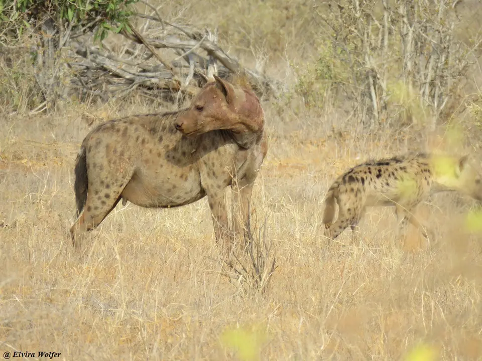 SpottedHyena3.jpg