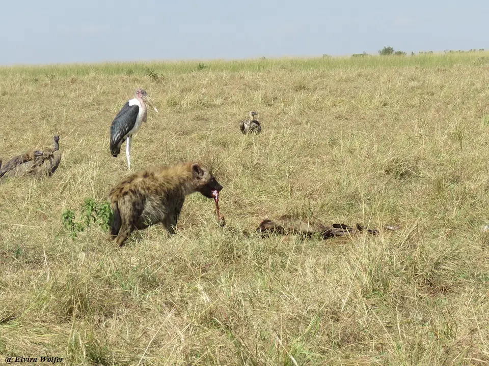 SpottedHyenaandvultures1.jpg
