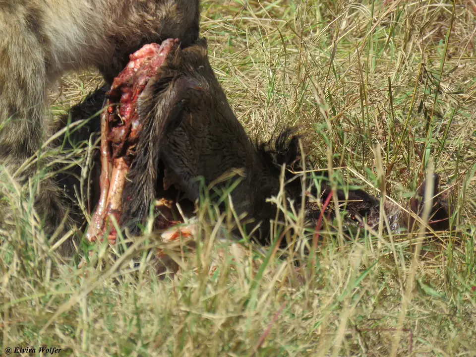 SpottedHyenaandvultures3.jpg