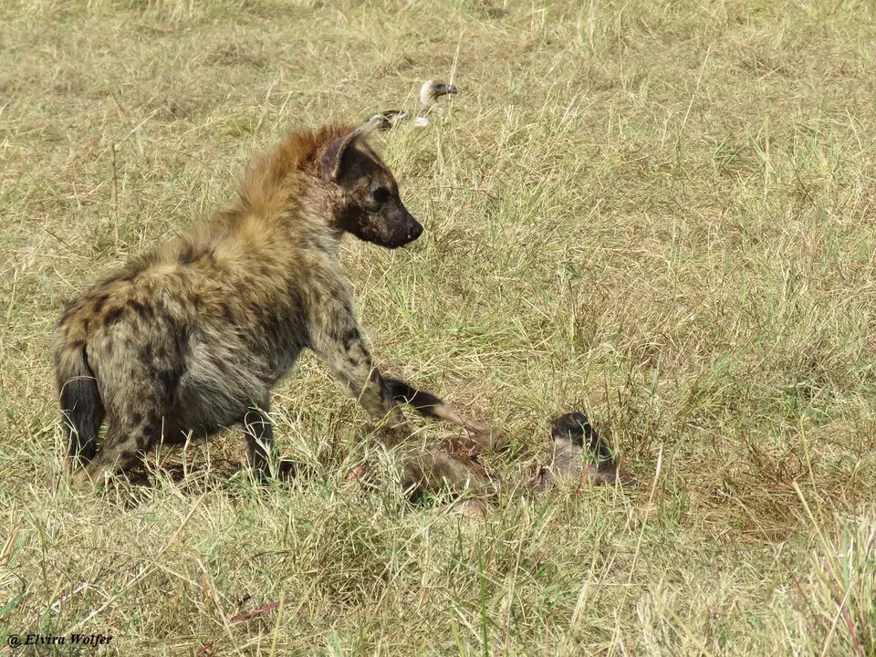 SpottedHyenaandvultures4.jpg