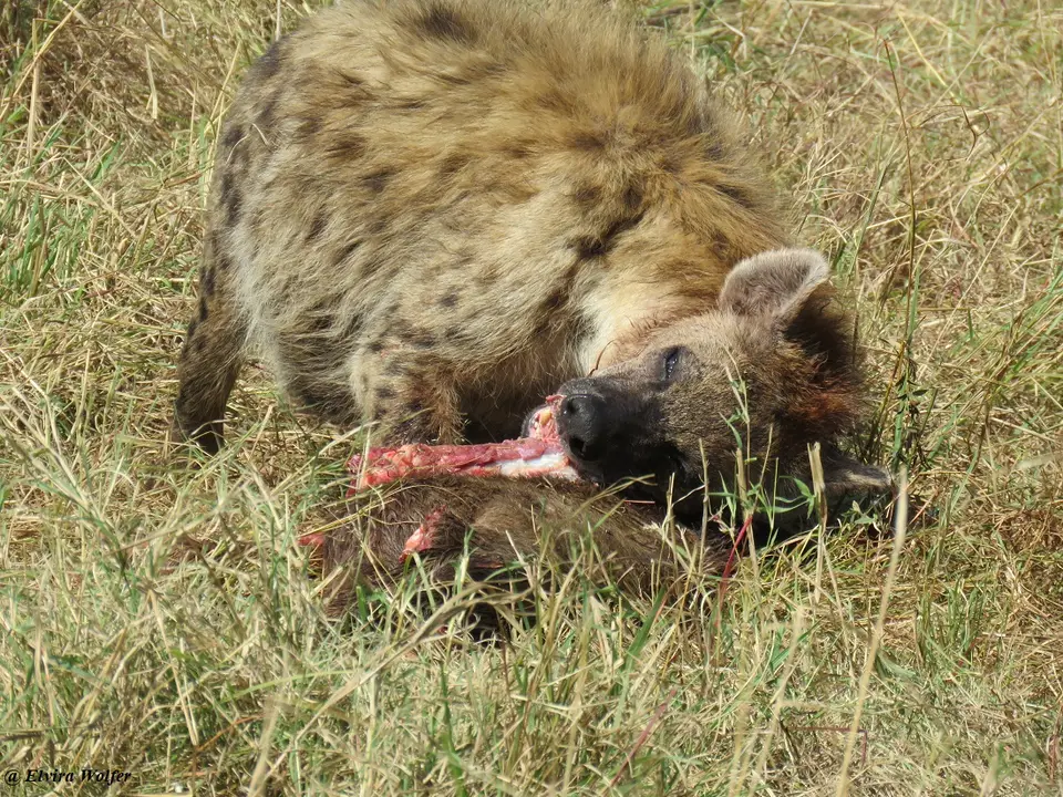SpottedHyenaandvultures7.jpg
