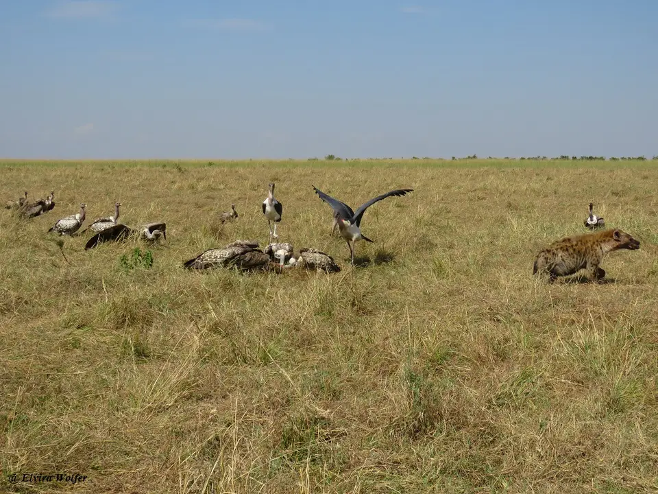 SpottedHyenaandvultures8.jpg
