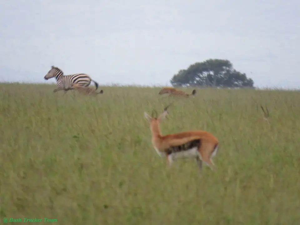 SpottedHyenahunting.jpg