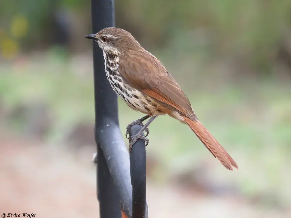 SpottedPalm-Thrush-2-3.jpg