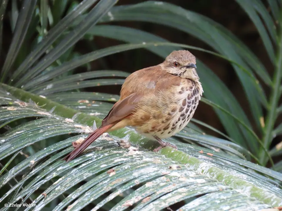 SpottedPalm-thrush.jpg