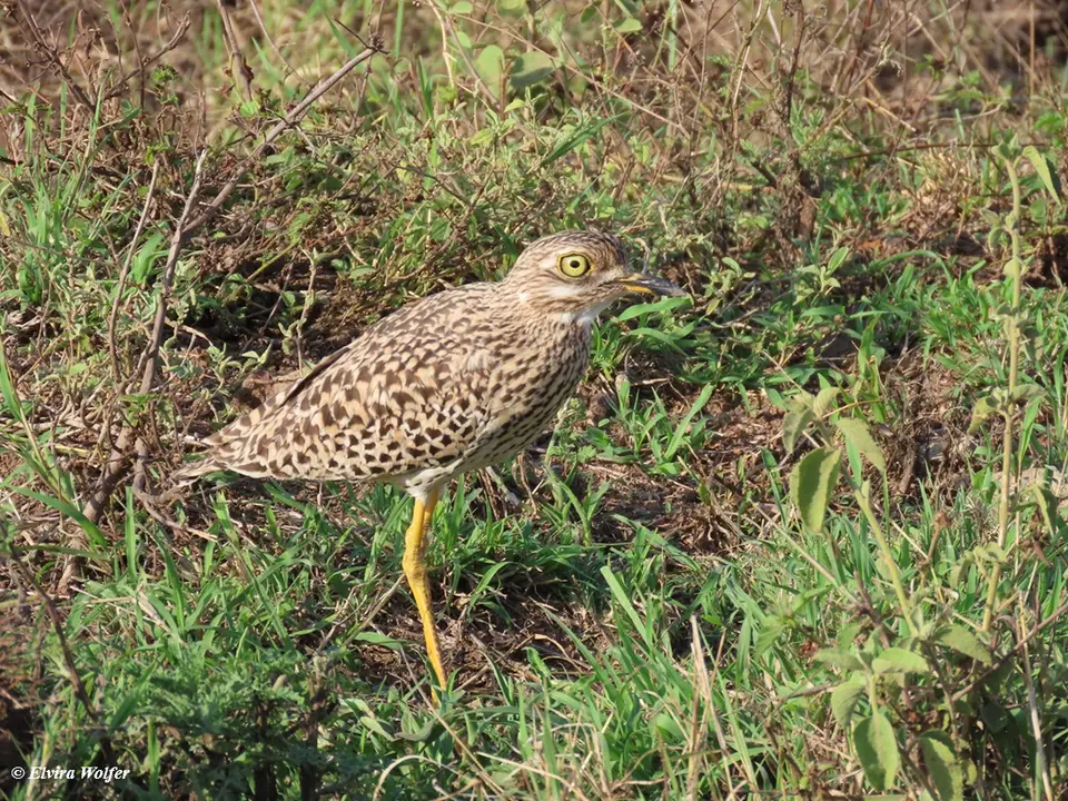 SpottedThick-knee-2.jpg