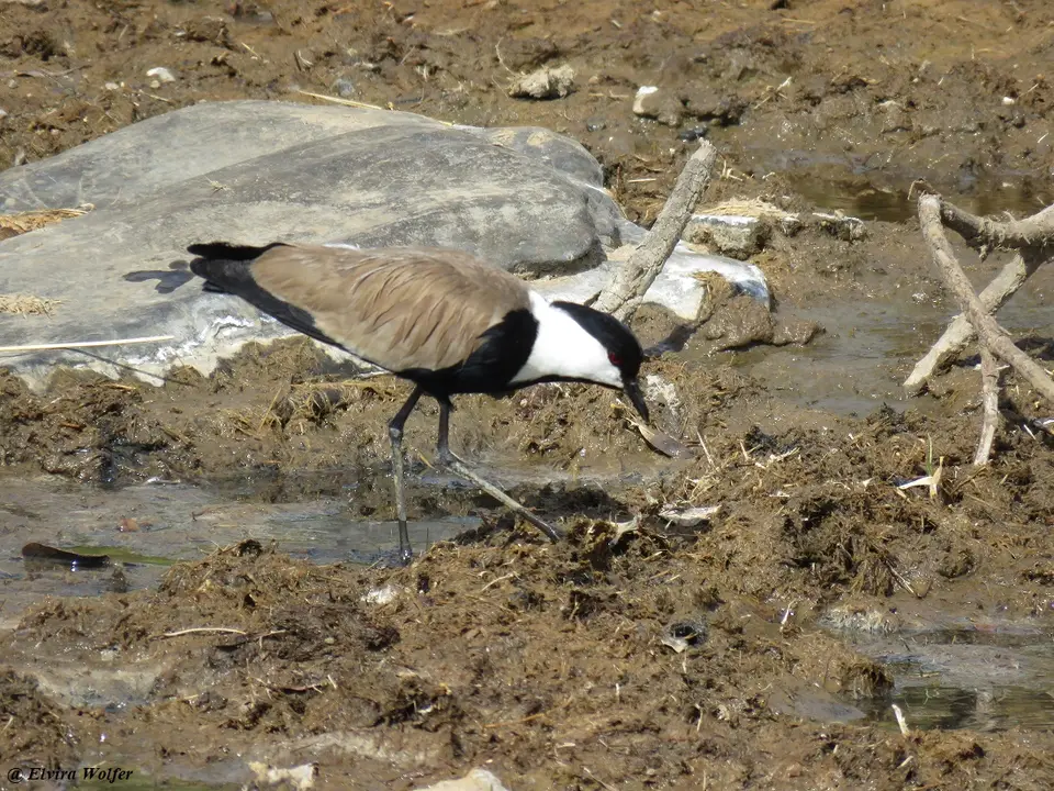 Spur-wingedLapwing-2.jpg