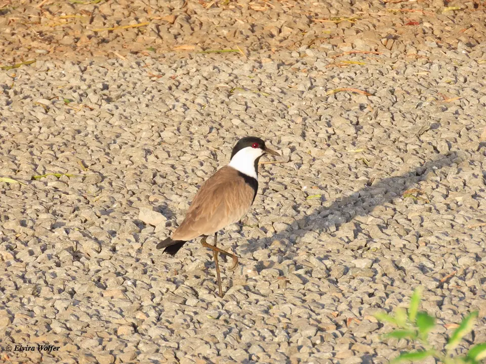 Spur-wingedPlover.jpg