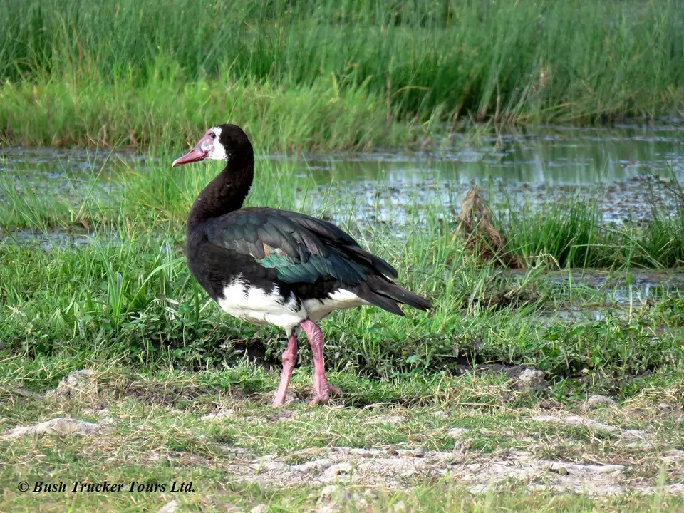 SpurwingedGoose.jpg