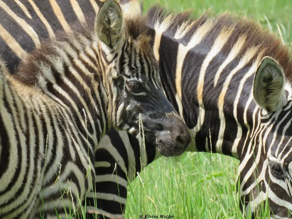 Steppenzebra1.jpg