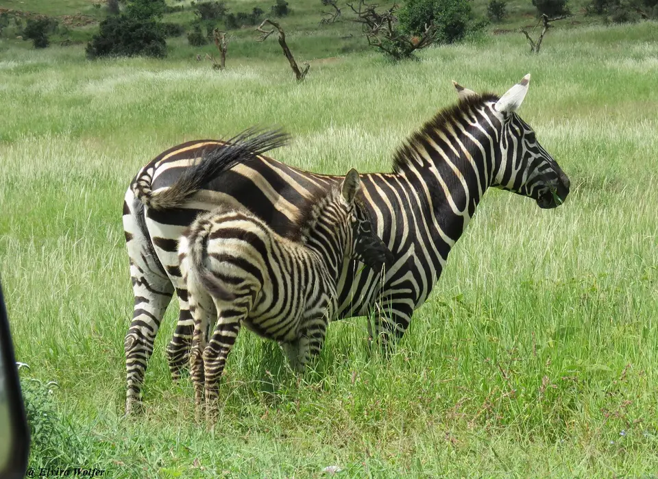 Steppenzebra2.jpg