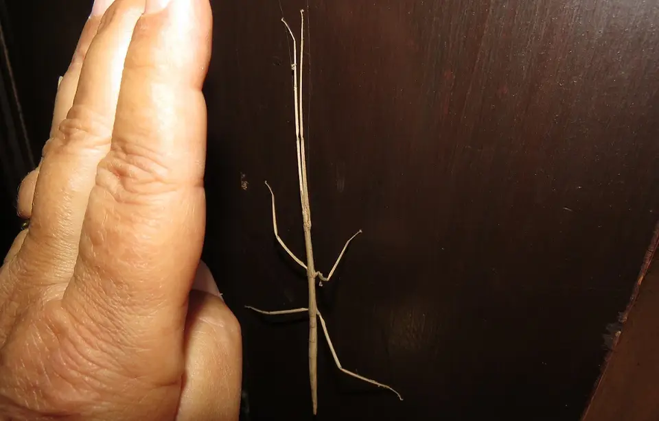 Stickandleaveinsect.jpg