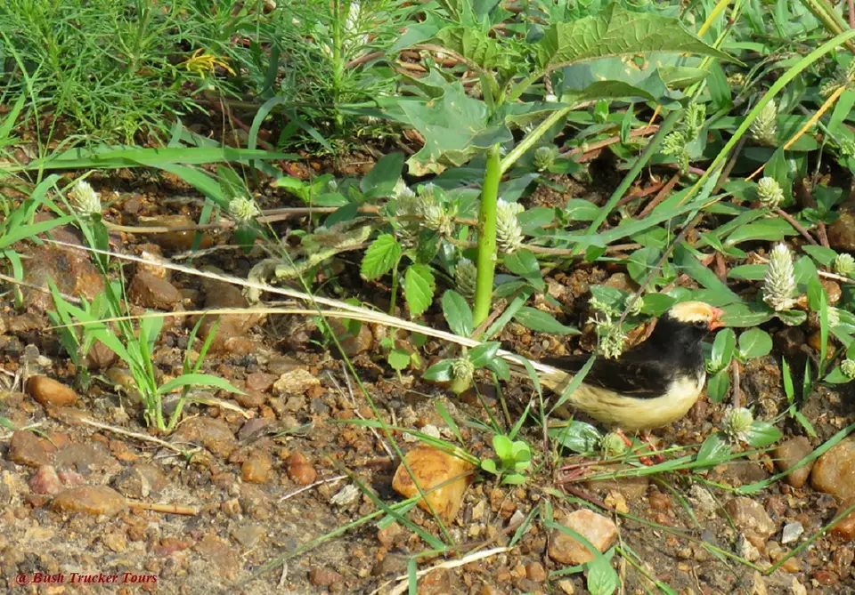 Straw-tailedWhydah.jpg