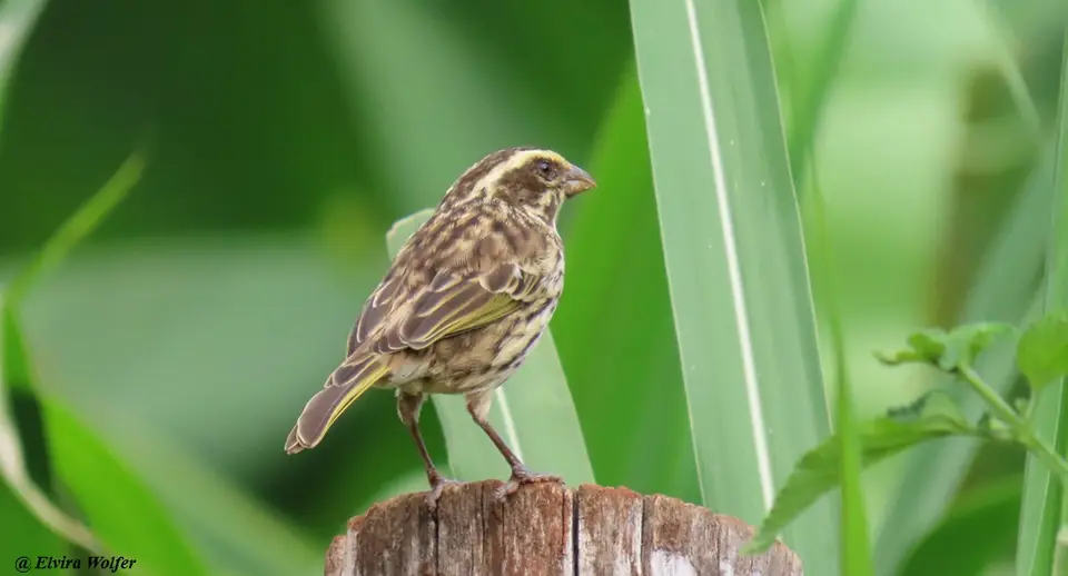 StreakySeedeater.jpg