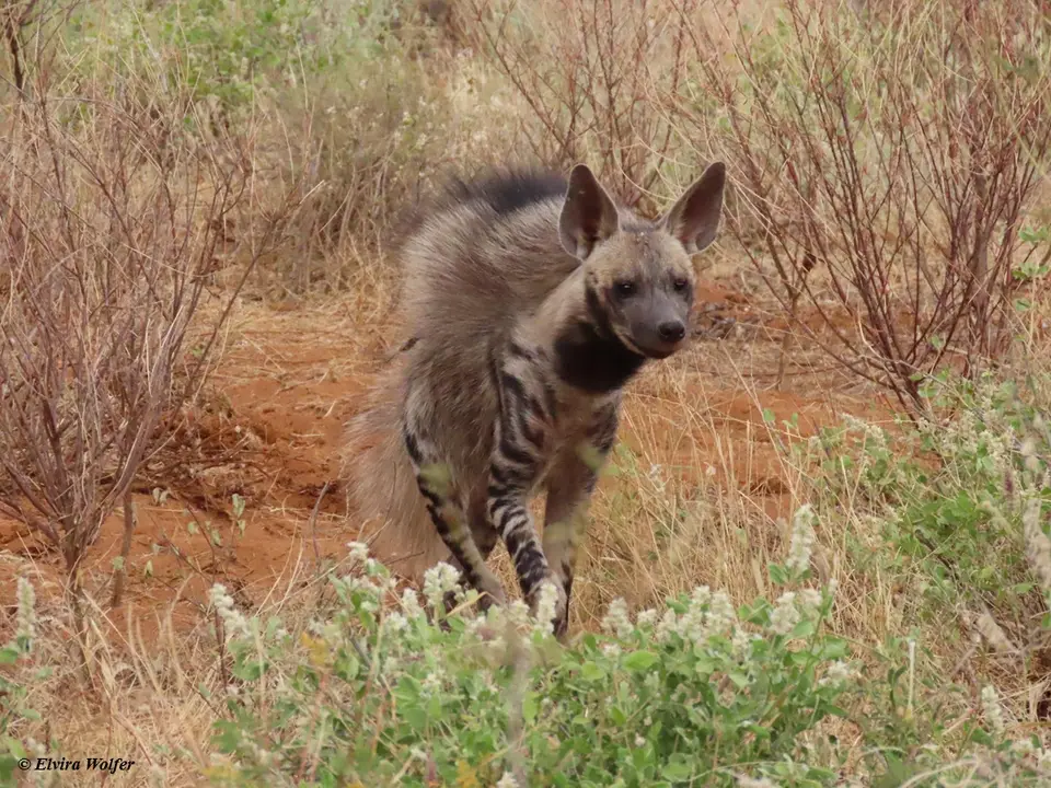 StripedHyena4.jpg