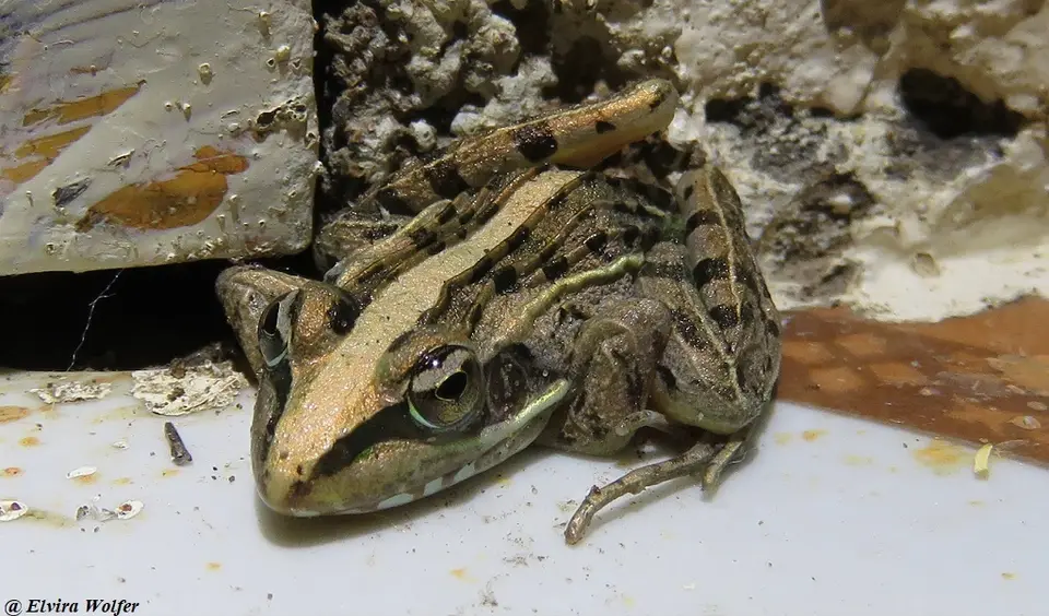 StripedRocketFrog.jpg