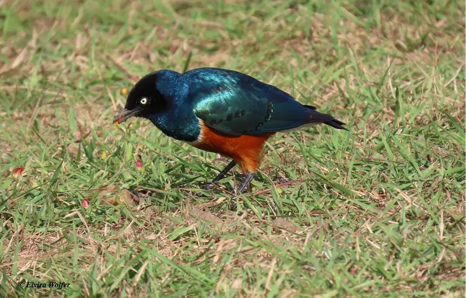 SuperbStarling-2.jpg