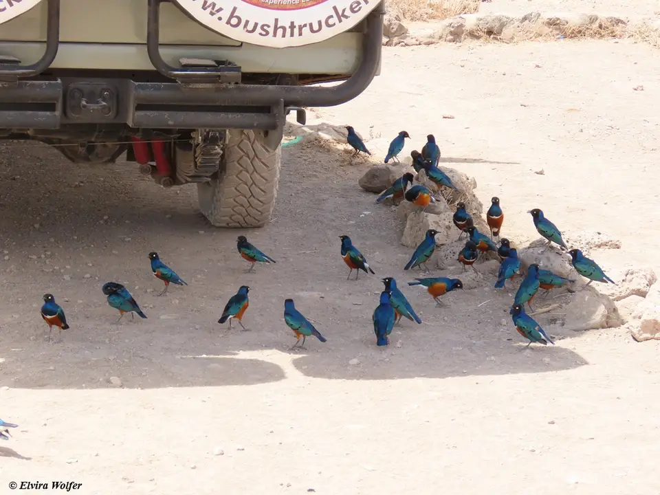 SuperbStarlings.jpg