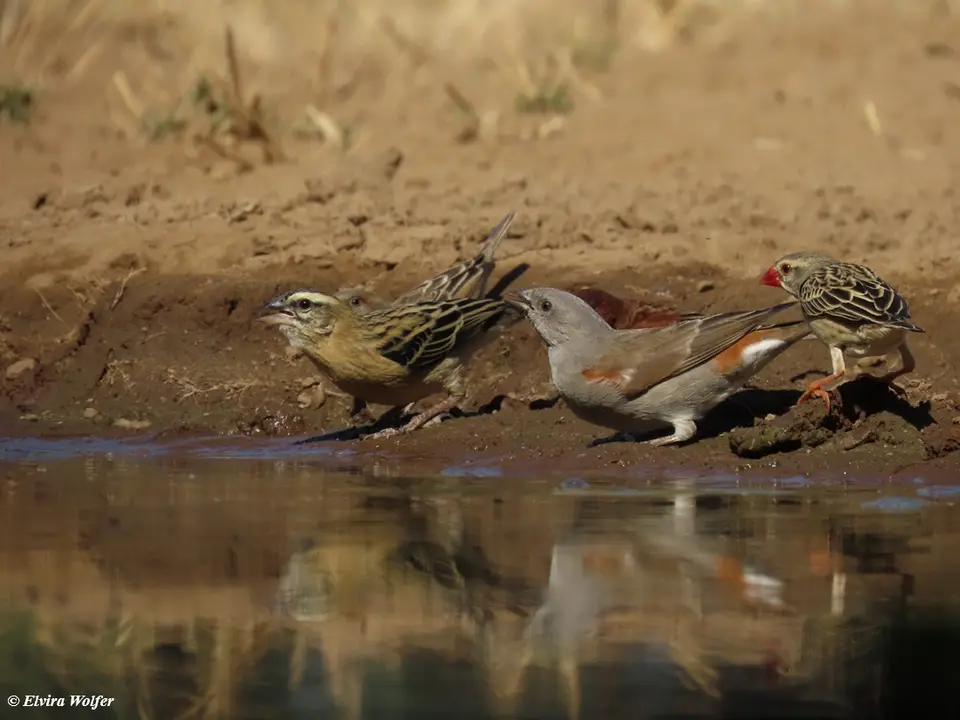 SwahiliSparrow.jpg