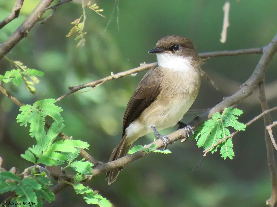 SwampFlycatcher.jpg
