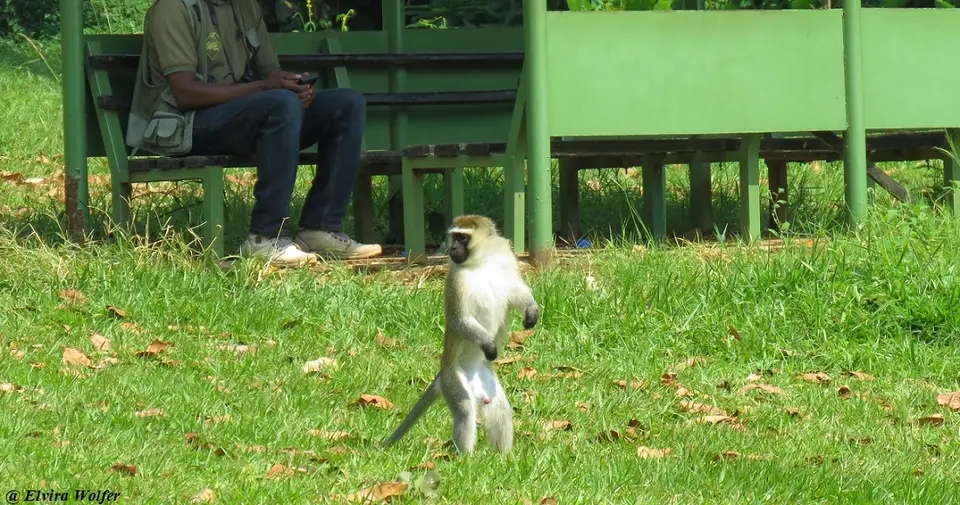 TantalusMonkey1.jpg