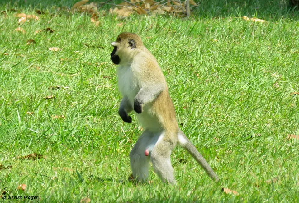 TantalusMonkey2.jpg