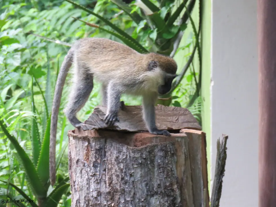 TantalusMonkey3.jpg