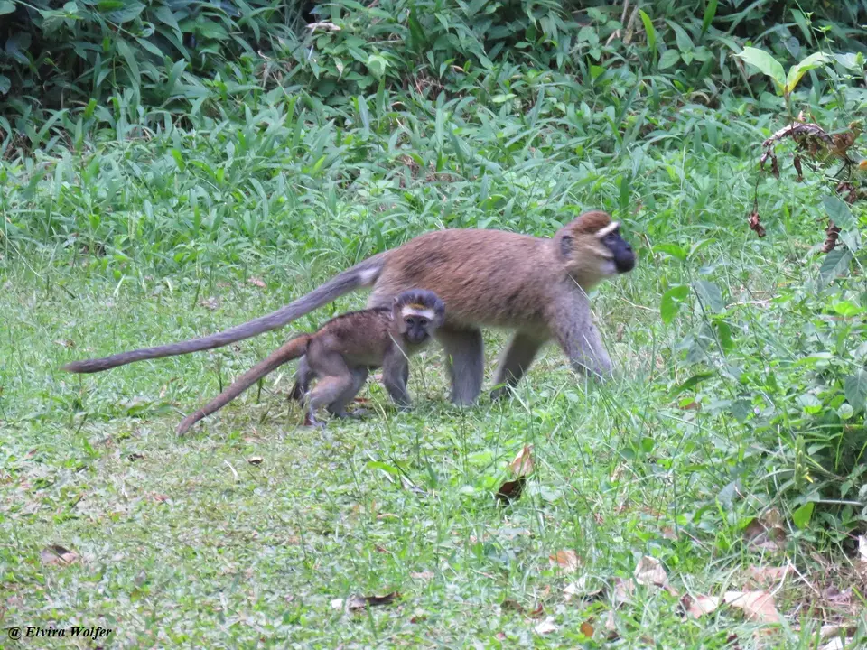 TantalusMonkey4.jpg