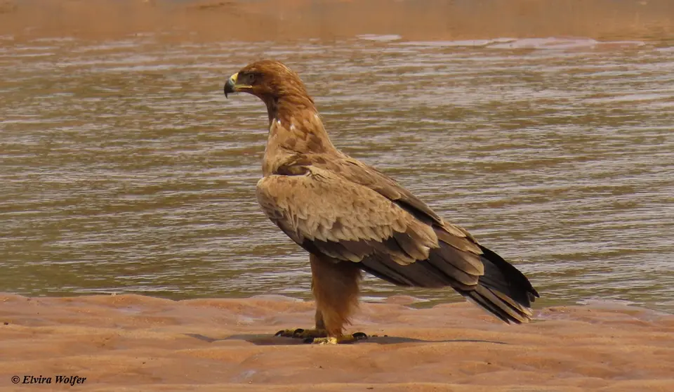 TawnyEagle-Aquilarapaxbelisarius.jpg