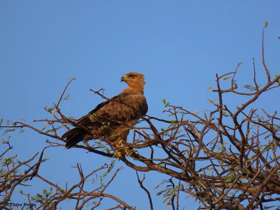 TawnyEagle.jpg