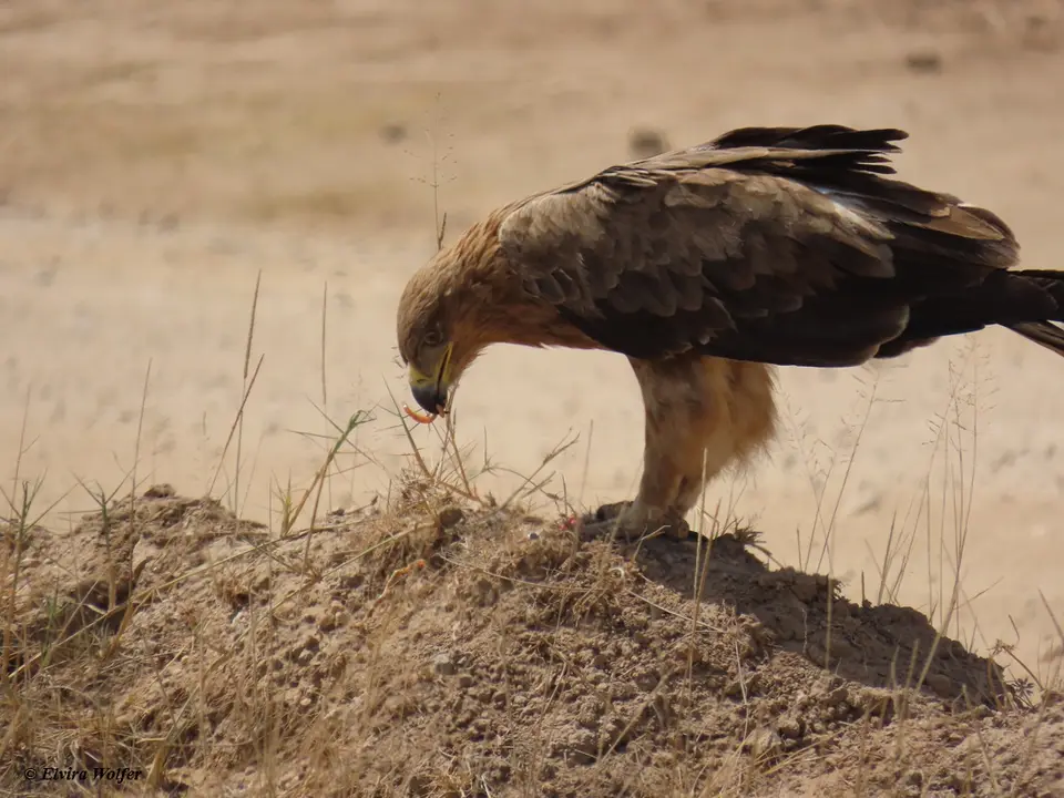 TawnyEagle1-2.jpg