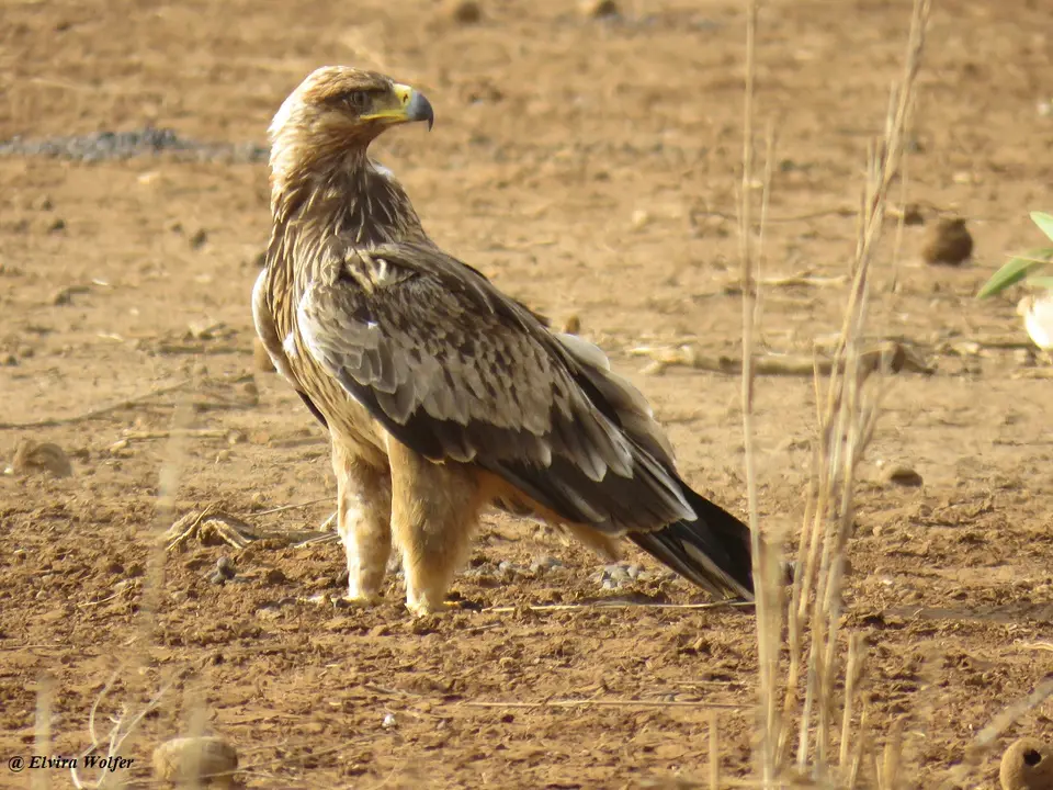 TawnyEagle1.jpg